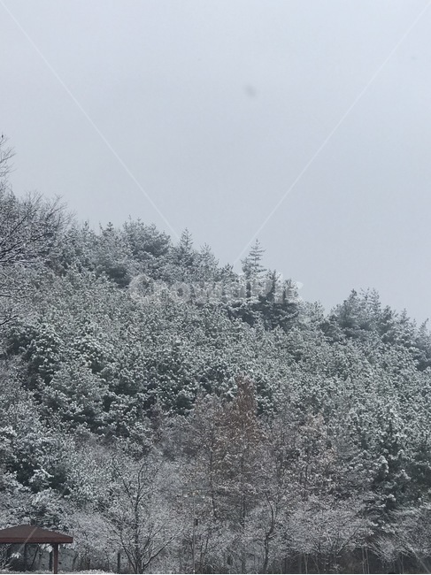 자연,풍경,겨울산,겨울나무,산,겨울,계절,winter,season,자연,풍경,nature,landscape,outdoors,옥외,tree,나무,plant,식물,fir,전나무