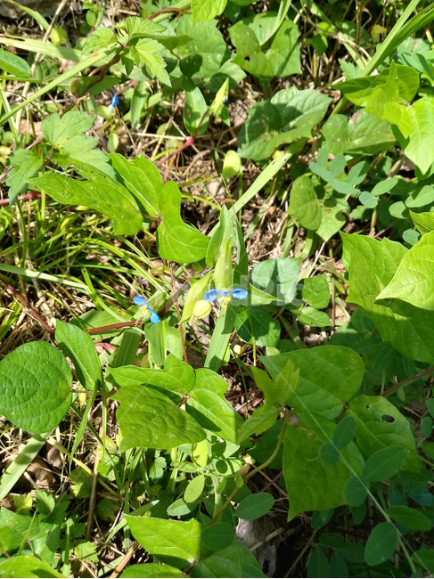 야생화,wildflower,들꽃,들풀,나뭇잎,leaf,식물,자연,plants,nature,꽃,flower
