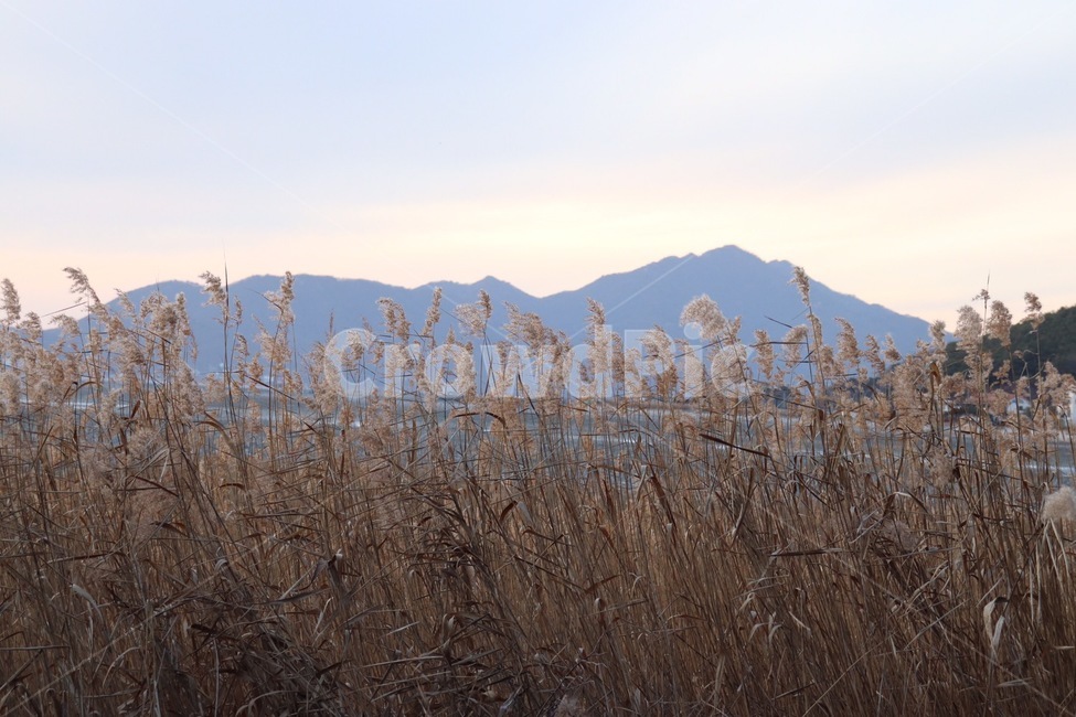 풍경,가을,강화도,가을풍경,갈대,갈대밭,가을,계절,fall,autumn,season,자연,풍경,nature,landscape,grass,잔디,plant,식물,lawn