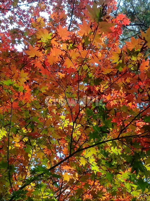 가을,단풍,낙엽,maple,plant,식물,단풍나무,단풍잎,leaf,잎,tree,나무,계절,fallautumnseason,가을단풍,자연,풍경,경치,가을,계절,fall,autumn,season,식물,자연,plants,nature,나무,trees,wood