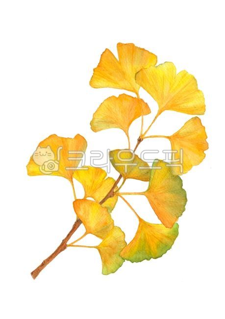 jpg, Ginkgo, hand drawing, tree, yellow - Authentic Korean Stock Photos ...