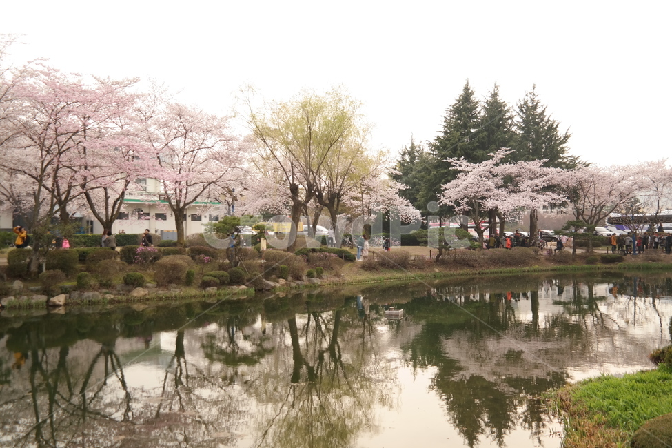 경주,벚꽃,봄,호수,풍경,사랑,계절,spring,season,식물,자연,plants,nature,flower,하늘,감성,휴가