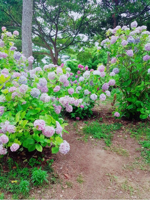 수국,꽃밭,꽃,분홍,연보라,정원,flower,hydrangea