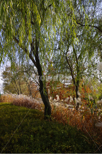 가을,나무,억새,식물,autumn,가을,계절,fall,autumn,season,자연,풍경,nature,landscape,tree,plant,tree trunk,나무 줄기