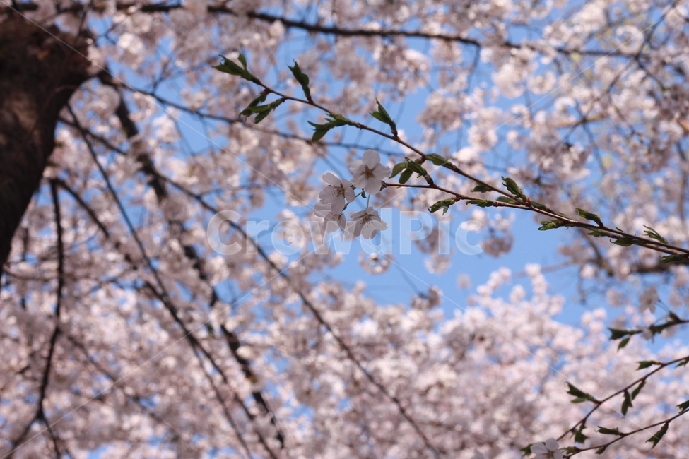 꽃,봄꽃,식물,flower,plants,봄,계절,spring,season,식물,자연,plants,nature,꽃,flower,plant,blossom