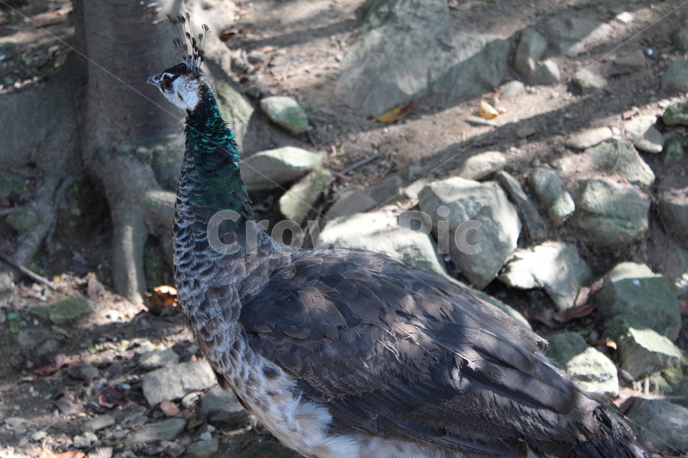 peacock,zoo,peahen,공작,animal,동물,bird,새,동물원,조류,동물,animal,조류,새,birds