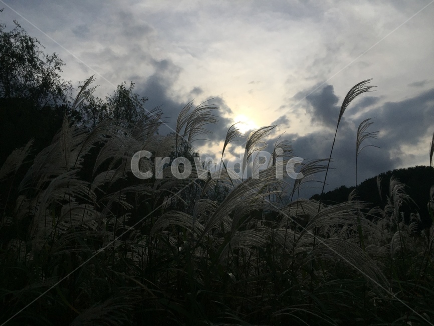 자연,하늘,억새,nature,silvergrass,가을,계절,fall,autumn,season,자연,풍경,nature,landscape,plant,식물,grass,잔디,lawn,reed,갈대