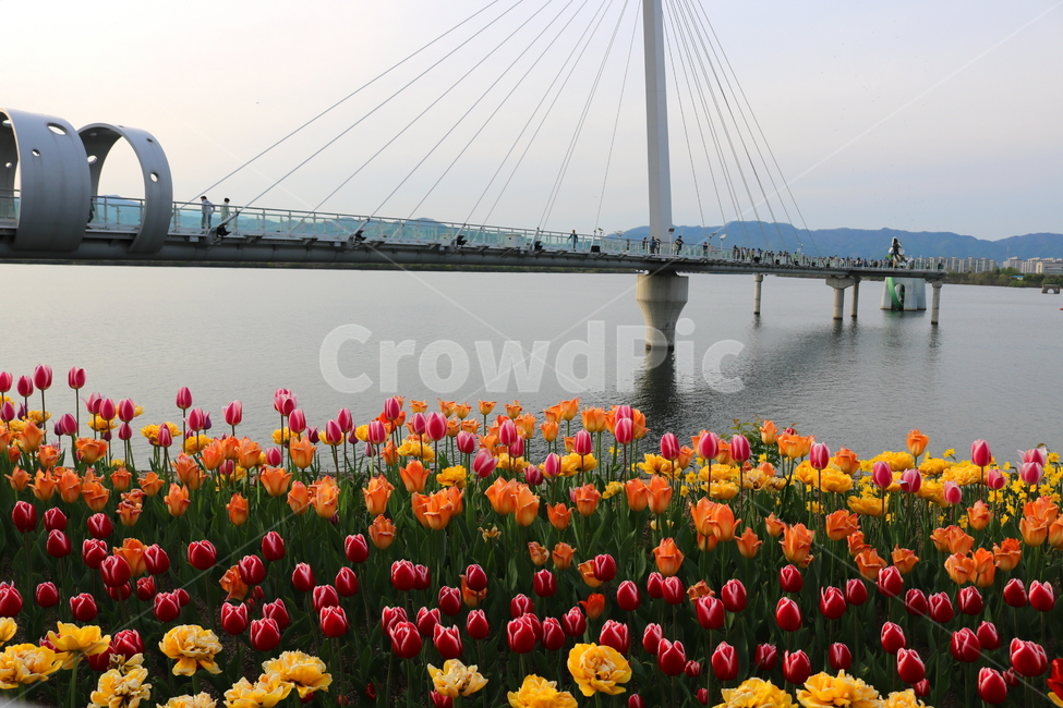 튤립,꽃,튤립꽃,구근초,식물,튜울립,봄,봄꽃,자연,스카이워크,소양강스카이워크,춘천,춘천시,다리,강,물,소양강