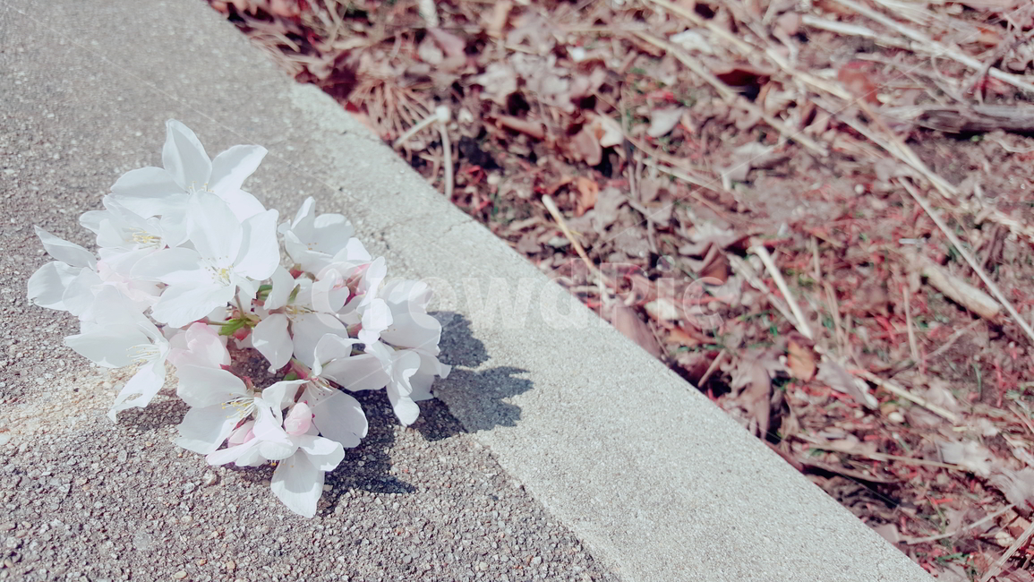 봄,낙엽,벚꽃,경계선,자연,봄,계절,spring,season,plant,식물,flower,꽃,blossom