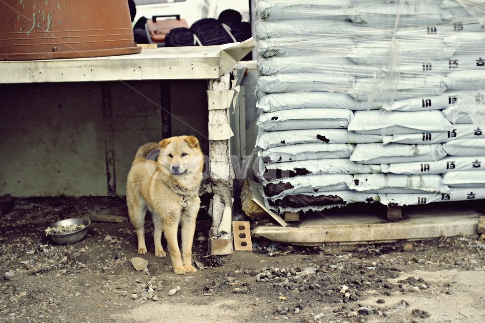 개,진돗개,강아지,마을,시골,교동도,섬,풍경,바라봄,지킴이,landscape,landmark,dog,애완동물,동물,포유류,감성,동물,animal,포유류,mammal,개,강아지,dog,doggy