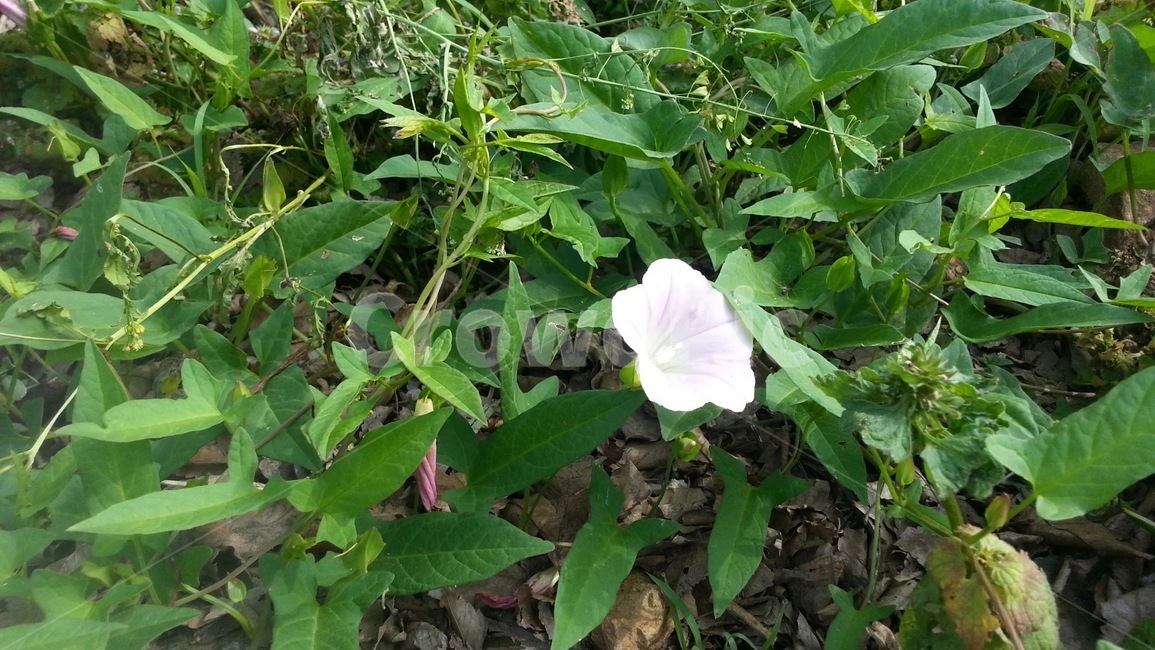 나팔꽃,야생화,5월,들꽃,봄,숲,여름,꽃,낮,오후,자연