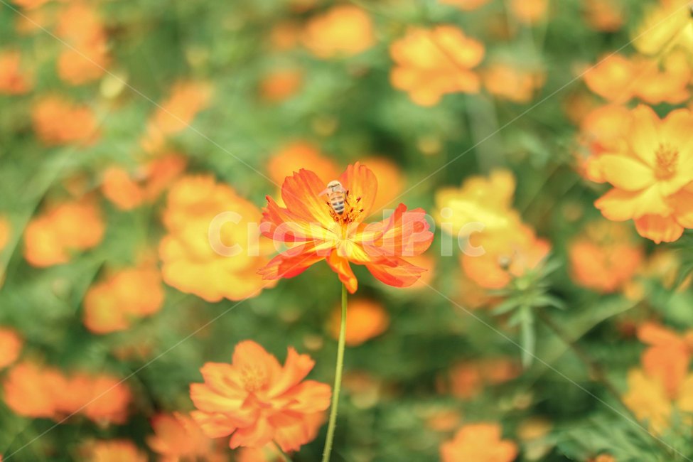 황화코스모스,코스모스,벌,꿀벌,꽃,flower,식물,자연,plants,nature,곤충,벌레,insect,bug