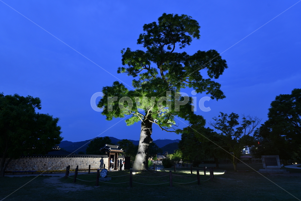 야경,조경,tree,나무,궁,야경,밤,풍경,nightscape,night,landscape,한국전통,한국문화,korean traditional,korean culture,건축물,건물외관,exterior,building,structure,architecture,construction