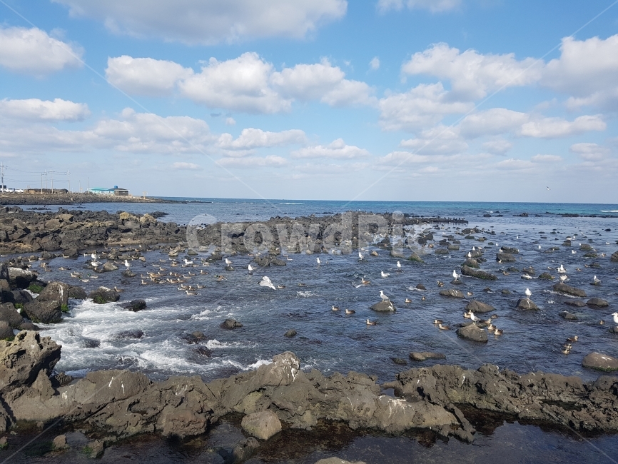 제주도,제주,바다,제주바다,철새,새,감성,풍경,하늘,구름,맑음,힐링,자연,풍경,nature,landscape,한국자연풍경,한국자연경관,korea nature landscape,제주도,jeju,jeju island,동물,animal,조류,새,birds,promontory,곶