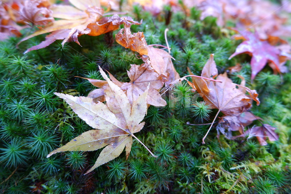 단풍,단풍잎,낙엽,가을,이끼,자연,가을,계절,fall,autumn,season,leaf,잎,plant,식물,tree,나무