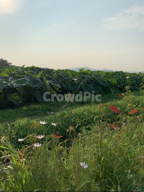 field,들,nature,자연,outdoors,옥외,grassland,목초지,연꽃,연못,연꽃잎