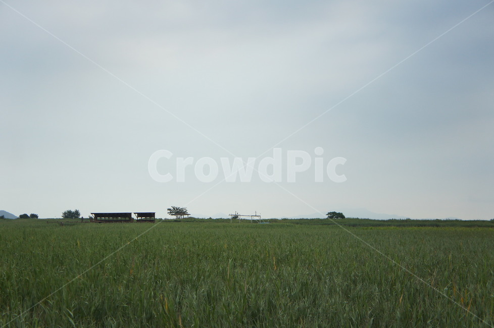 갈대밭,갈대숲,정자,하늘,지평선,plant,식물,nature,자연,outdoors,옥외,grassland,목초지,field,들,구조물
