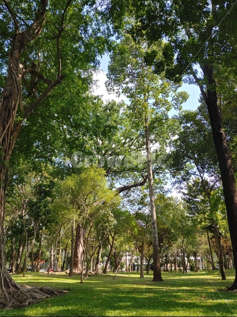 grass,treetrunk,나무줄기,lawn,잔디,park,공원,plant,식물,tree,나무,길,road,숲길,숲,forest,garden,정원,nature,자연