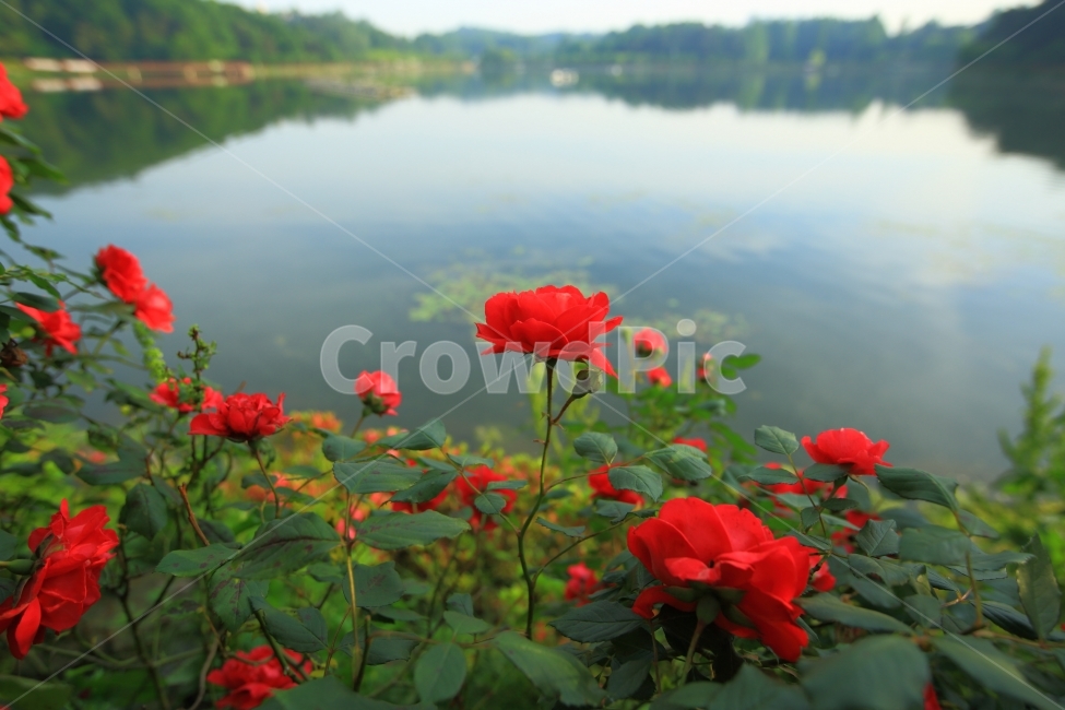 호수공원,풍암동,장미,자연,풍경,자연,풍경,nature,landscape,식물,plants,꽃,flower,plant,blossom,geranium,제라늄