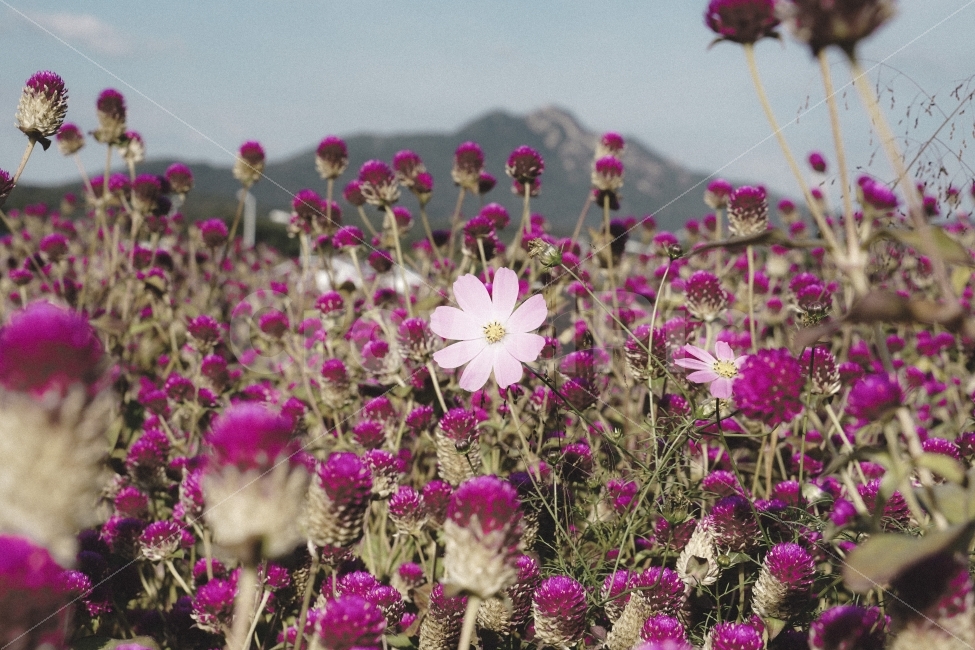 코스모스,천일홍,꽃,감성,양주,가을,가을,계절,fall,autumn,season,식물,자연,plants,nature,꽃,flower,plant,geranium,제라늄,blossom
