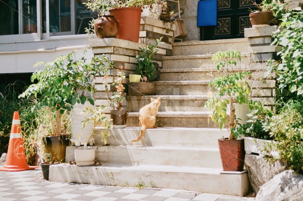 landscape,풍경,동물,고양이,cat,kitty,animal,자연,화분,꽃,식물,동물,animal,포유류,mammal,고양이,cat,kitten,kitty,감성,sensible,feeling
