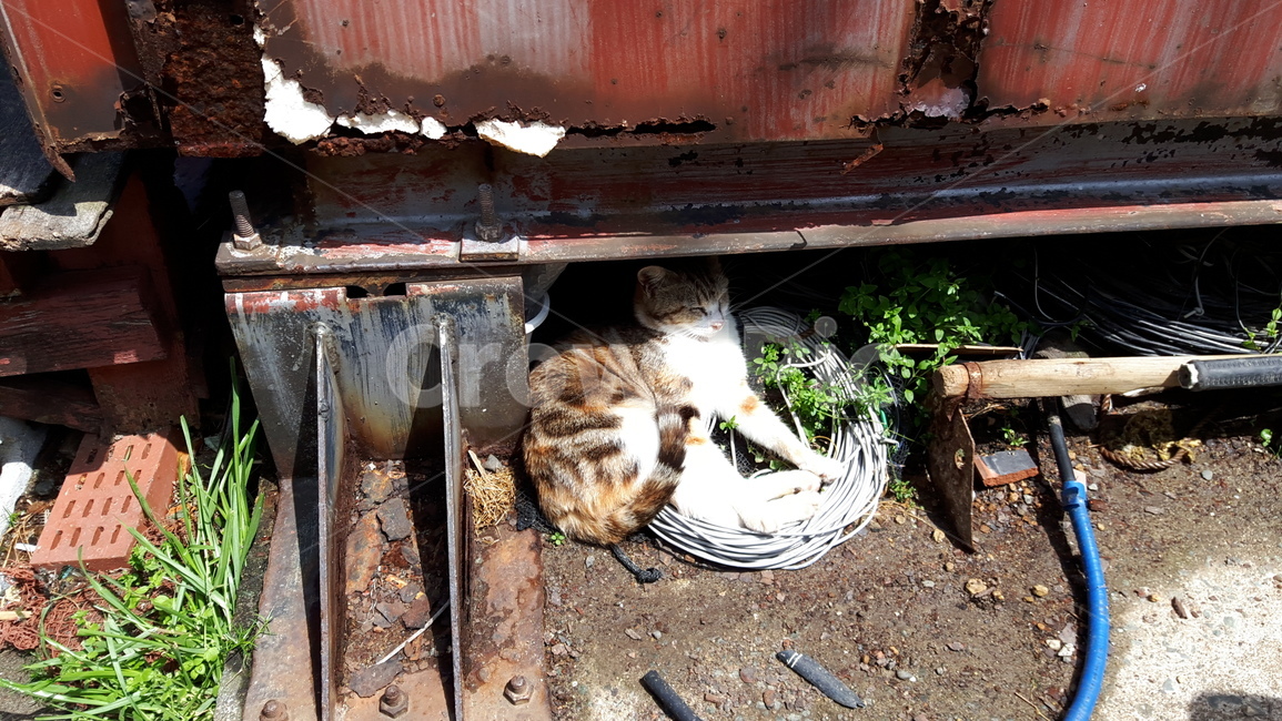 고양이,고양이섬,아이노시마,냥냥이,일본고양이섬
