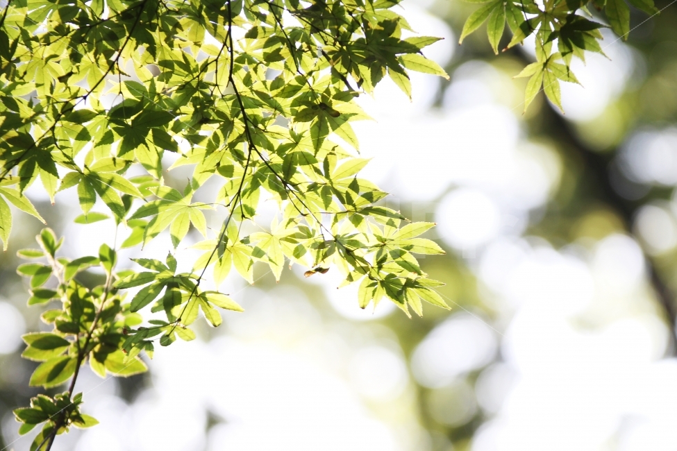 감성사진,나뭇잎사진,식물사진,풍경,하늘,식물,자연,plants,nature,휴식,힐링,rest,relaxation,healing