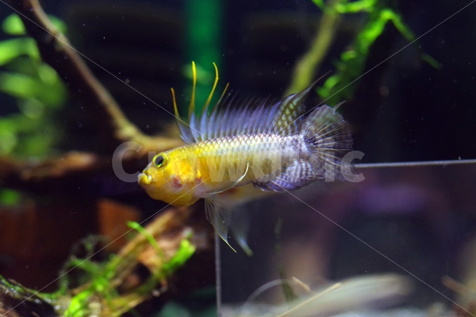 	열대어,관상어,apistogramma,아피스토그라마,tropicalfish,동물,animal,어류,물고기,fish