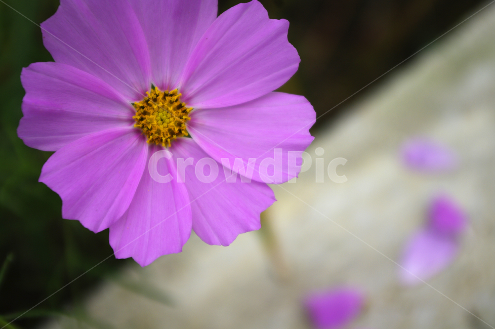 코스모스,꽃,flower,식물,plant,가을,계절,fall,autumn,season,식물,자연,plants,nature,꽃,flower