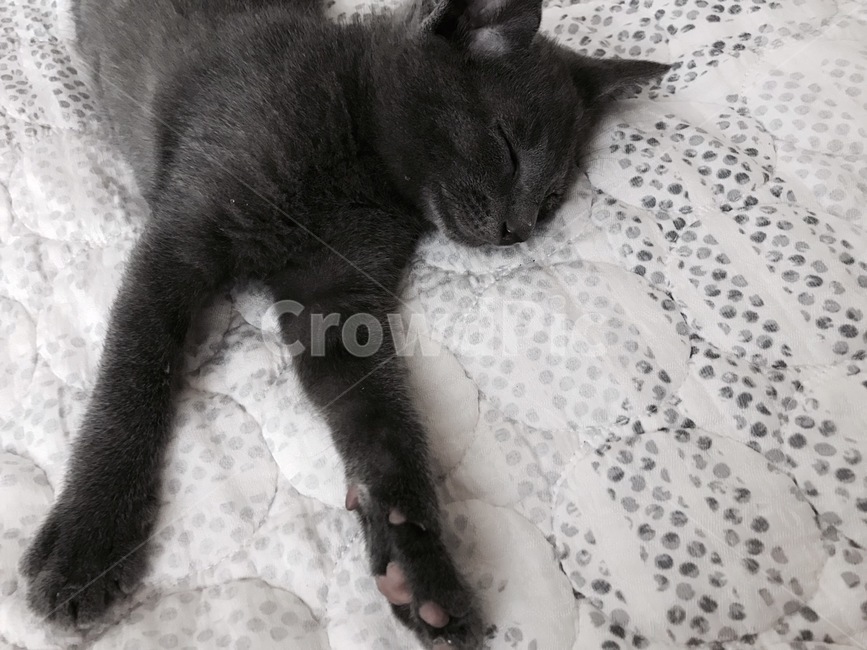 cat,고양이,동물,anima,러시안블루,동물,animal,포유류,mammal,고양이,cat,kitten,kitty