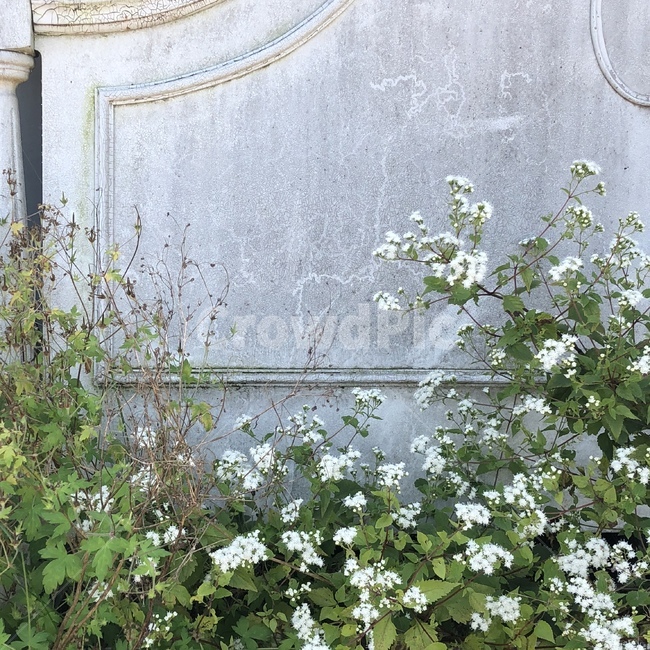 꽃,식물,자연,daily,flower