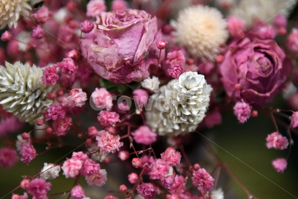 안개꽃,꽃,감성사진,감성,식물,자연,플라워,감정,색깔,색채,색감,칼라,flower,꽃다발,인테리어,소품,사물,기념일,축사,plants,배경화면,안개,nature,흰색,아이보리,장미,꽃,flower