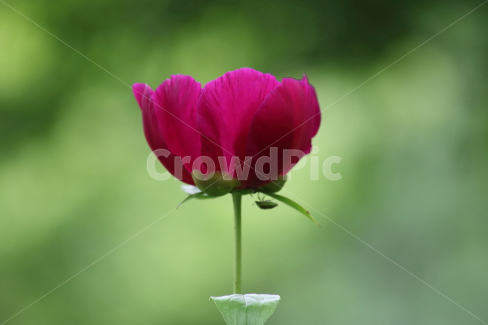 작약,꽃,봄,약용식물,peonyroot