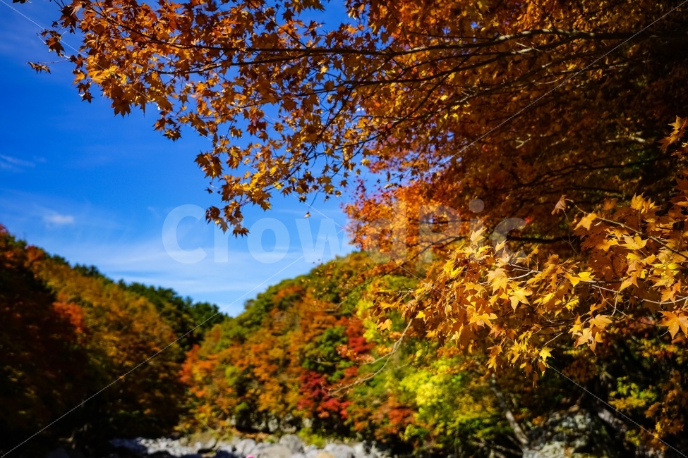 제주도,한라산,낙엽,단풍,가을,자연,가을,계절,fall,autumn,season,자연,풍경,nature,landscape,한국자연풍경,한국자연경관,korea nature landscape,식물,plants,나무,trees,wood,leaf,잎,plant,tree