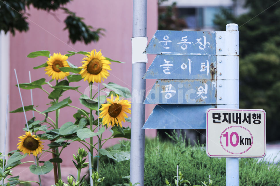 표지판,해바라기,꽃,안내판,표시