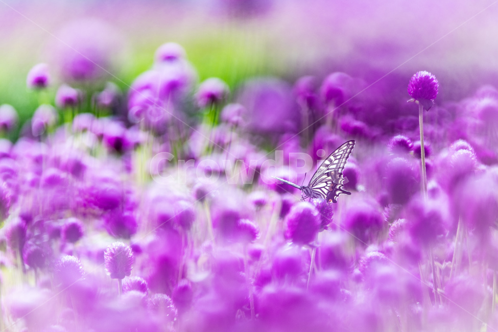 식물,자연,꽃,천일홍,나비,호랑나비,식물,자연,plants,nature,꽃,flower,동물,animal,곤충,벌레,insect,bug,감성,sensible,feeling