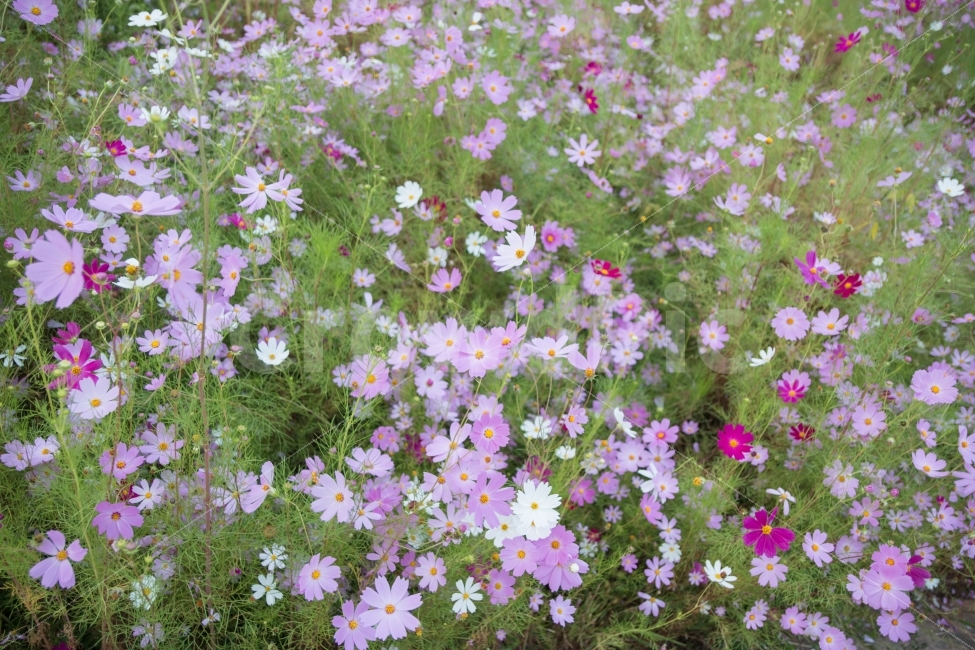 풍경,코스모스,꽃,flower,가을,가을,계절,fall,autumn,season,식물,자연,plants,nature,꽃,flower,plant,blossom,geranium,제라늄,anemone,아네모네