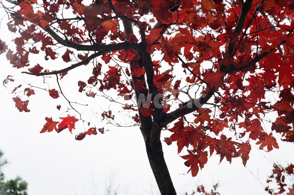 가을,단풍,빨강,흐린,아침,가을,계절,fall,autumn,season,식물,자연,plants,nature,나무,trees,wood,leaf,잎,plant,tree,maple
