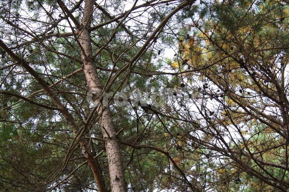 tree,나무,식물,솔방울,나무줄기,자연,공원