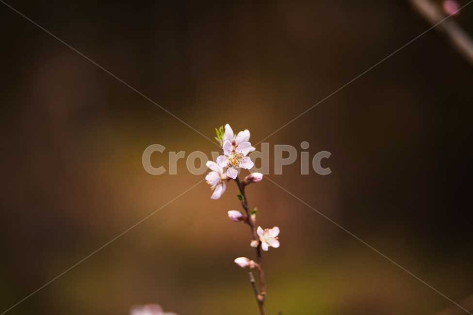 벌,꽃,자연,nature,bee,꿀벌,꿀,식물,자연,plants,nature,꽃,flower
