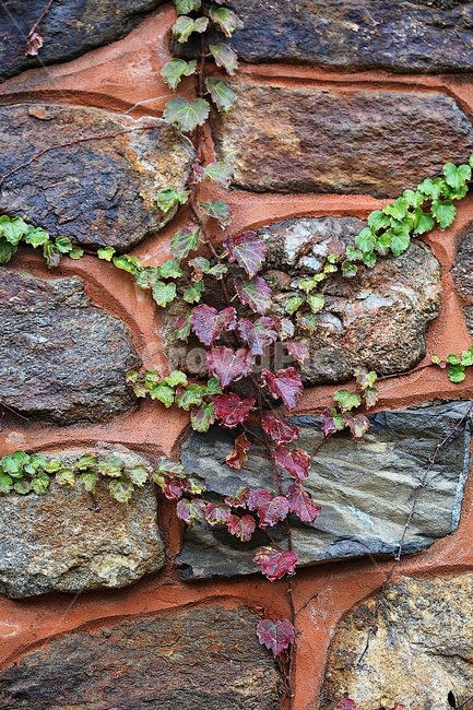 단풍,낙엽,가을,울긋불긋,나무잎,잎,식물,자연,식물,자연,plants,nature