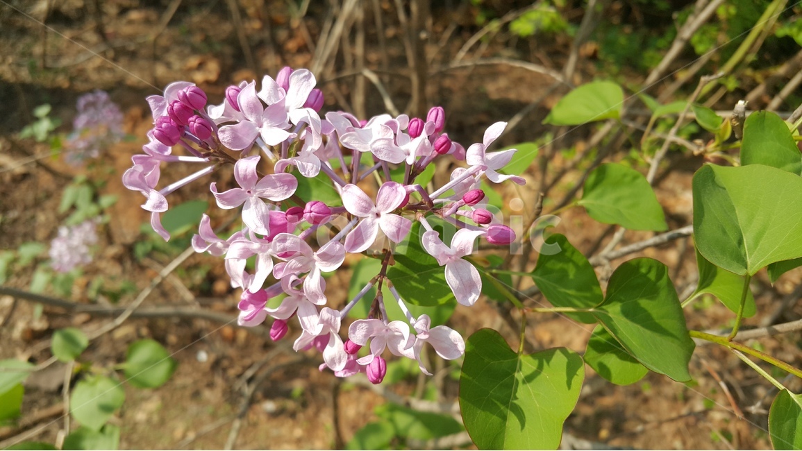 자연,식물,꽃,라일락,보라색,leaf,nature,plant,purple,lilac,flower,blossom,green,식물,자연,plants,nature,꽃,flower
