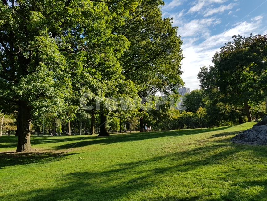 grass,plant,식물,park,공원,잔디,자연,풍경,nature,landscape,식물,plants,나무,trees,wood