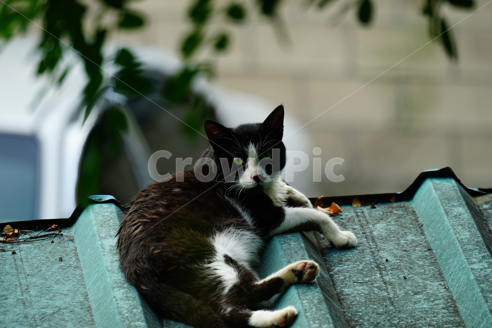 고양이,길고양이,동물,포유류,animal,cat,alleycat,mammal,검은고양이,동물,animal,포유류,mammal,고양이,cat,kitten,kitty