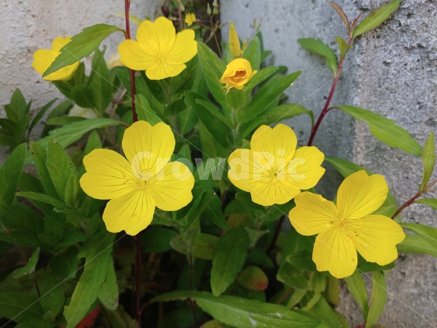 Two medals,Needleflower,Evening primrose,Yellow Evening Primrose,plant,evening primrose,myrtle,yellow evening primrose,Mexican Moonlight,flower