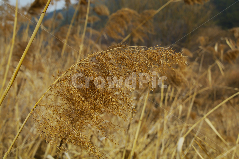 갈대,하천,물,억새,풀,가을,식물,자연,plants,nature