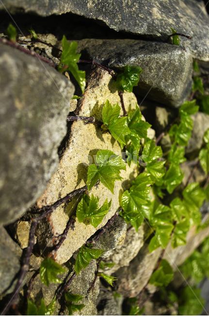 연두색,초록,돌,넝쿨,새잎,잎,식물,plant,자연,nature,식물,자연,plants,nature