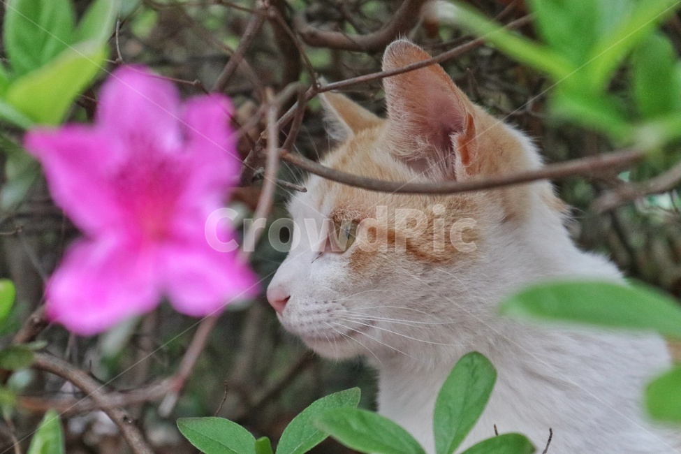 고양이,길고양이,길냥이,cat,cats,동물,animal,포유류,mammal,고양이,cat,kitten,kitty