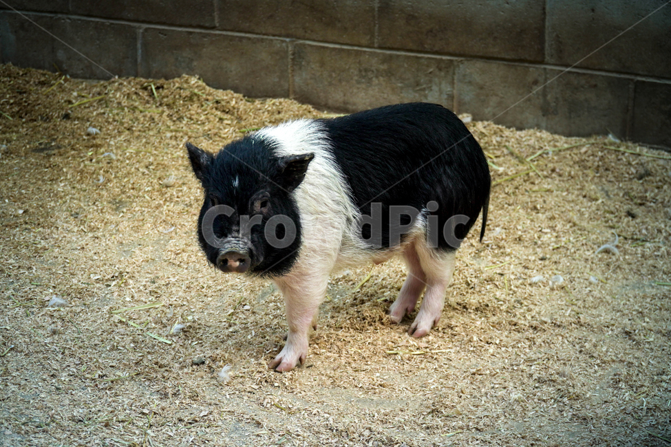 baby pig,cuteness,baby,animal,black pig,mammalia,pig