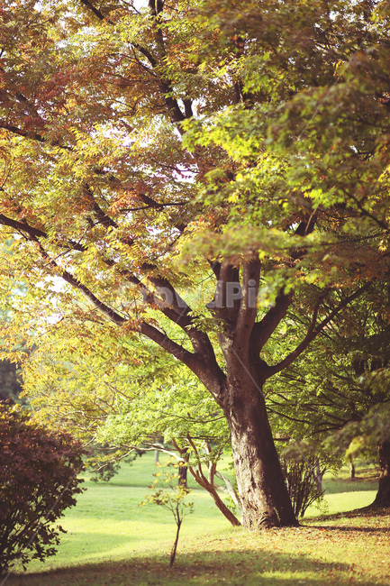 가을,자연,낙엽,풍경,단풍,나무,가을,계절,fall,autumn,season,tree,plant,식물,tree trunk,나무 줄기